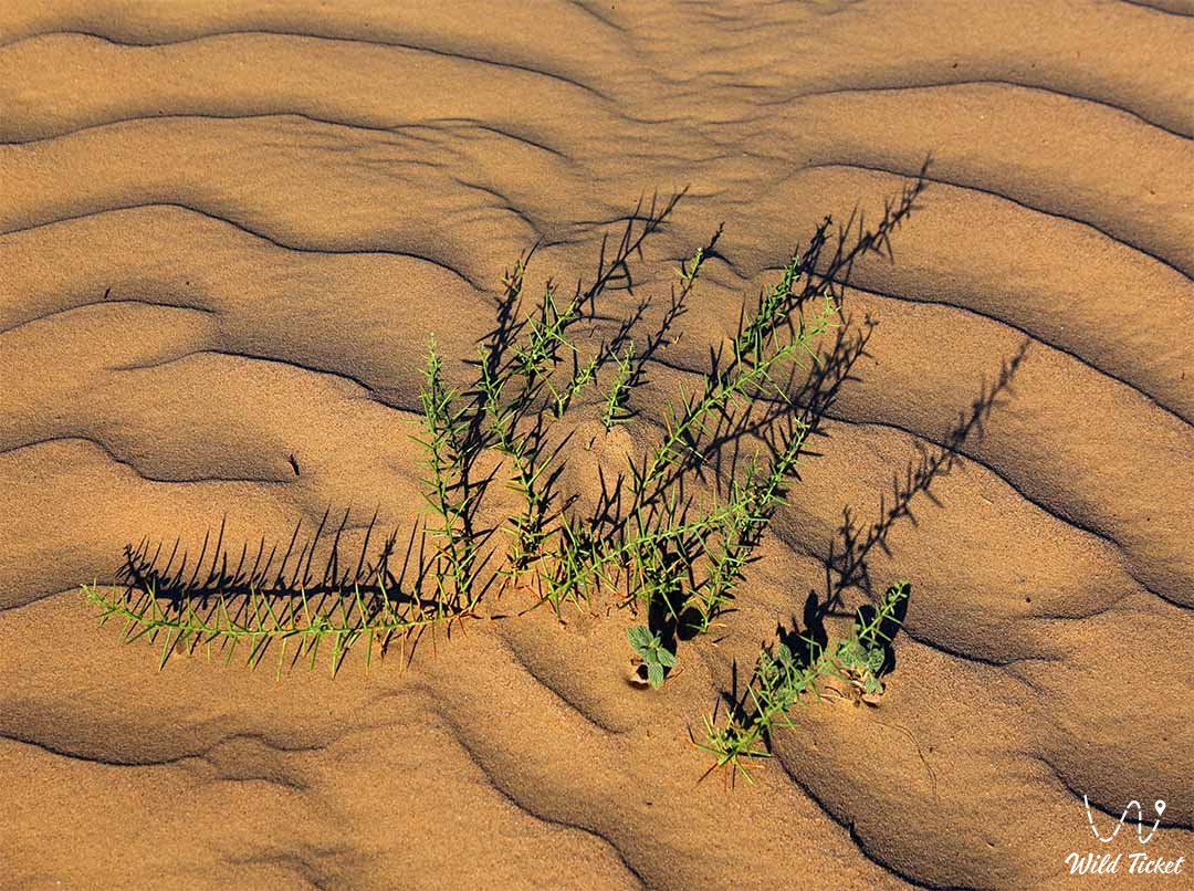 Мойынкум пустыня в Жамбылской области, Казахстан.