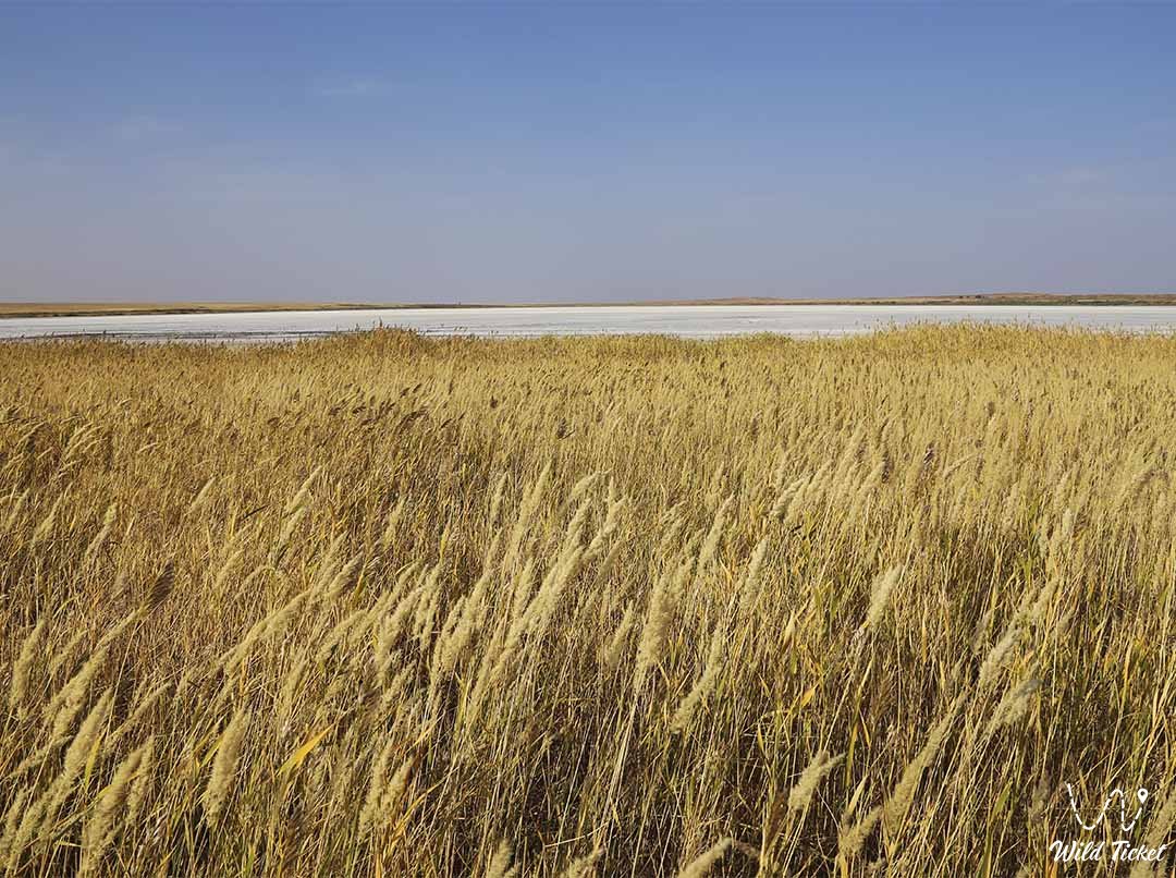 哈萨克斯坦阿克托比地区的 Irgiz Turgai 自然保护区。