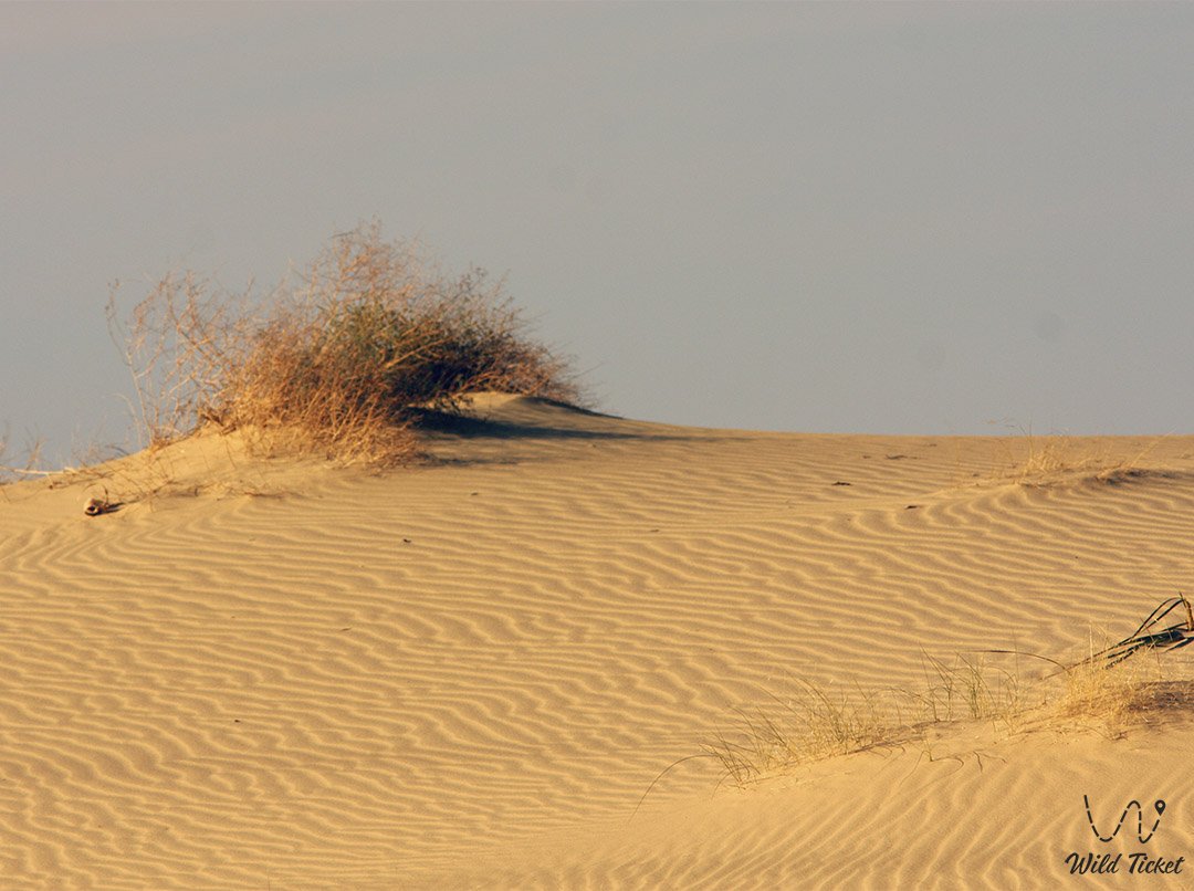 哈萨克斯坦阿克托比地区的大小獾沙漠。