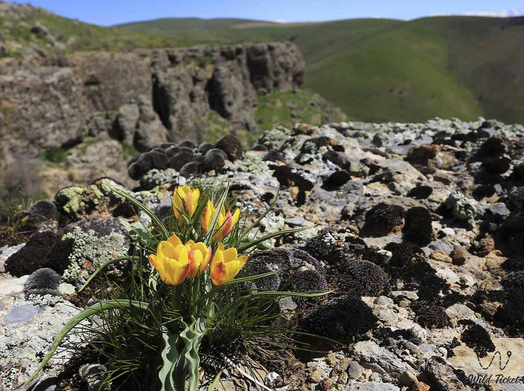 Машат каньон и ущелье в Туркестанской области, Казахстан.