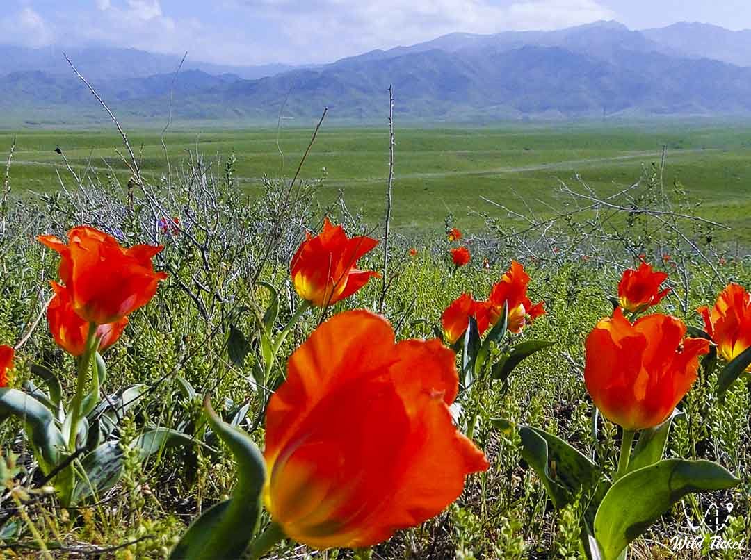Красная Горка или Шубайкызыл (гора, холм) в Туркестанской области, Казахстан.