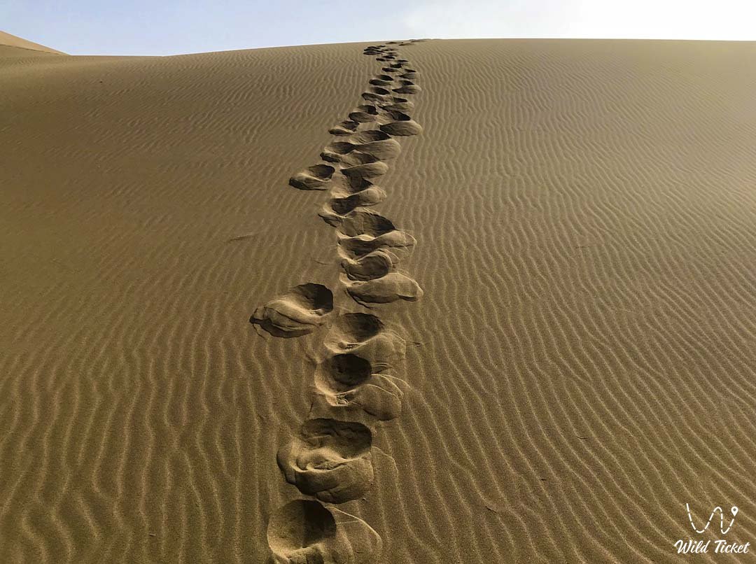 Пески Сам, Мангистауская область, Казахстан.