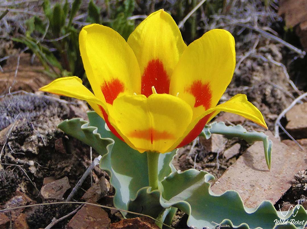 Tulips of Kazakhstan.