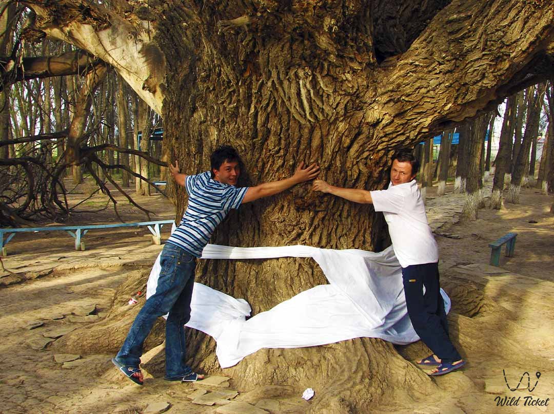 Aulie Agash sacred tree (Kieli Agash tree of desires)