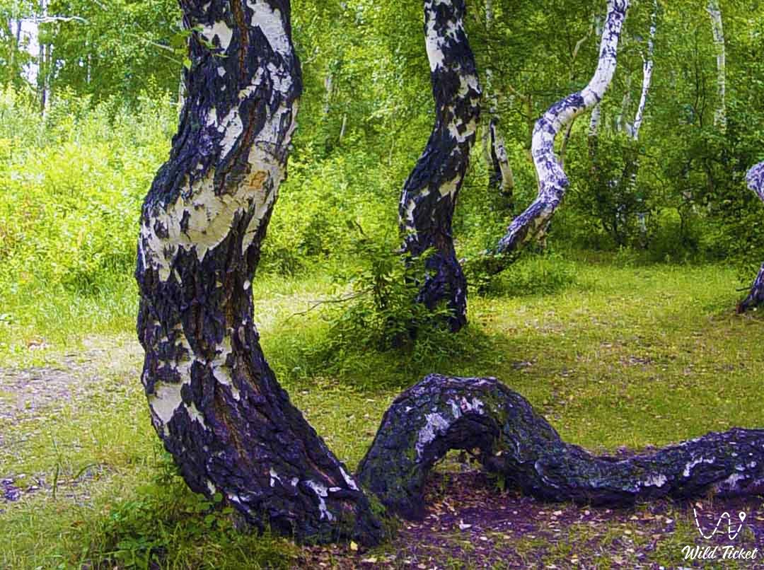 在博罗沃公园跳舞的桦树。