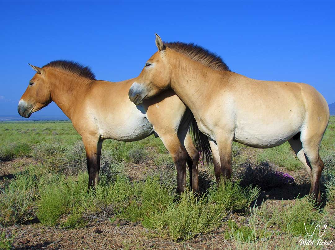 Altyn-Emel 自然保护区的 Kerkulan（普氏原羚的马）。