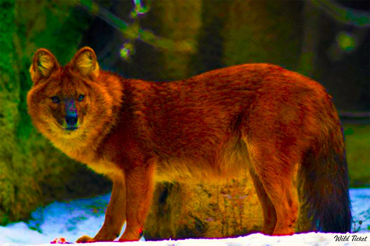 Какие хищники водятся. Тянь-Шанский красный волк. Ареал красного волка. Красный волк в Хакасии. Красный волк псовые.