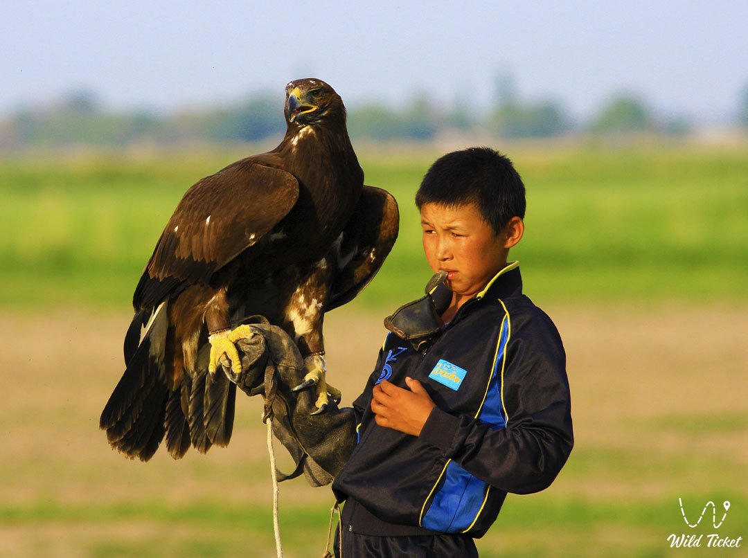 Tour Falconry (falcon sport hunting) in Almaty region, Kazakhstan