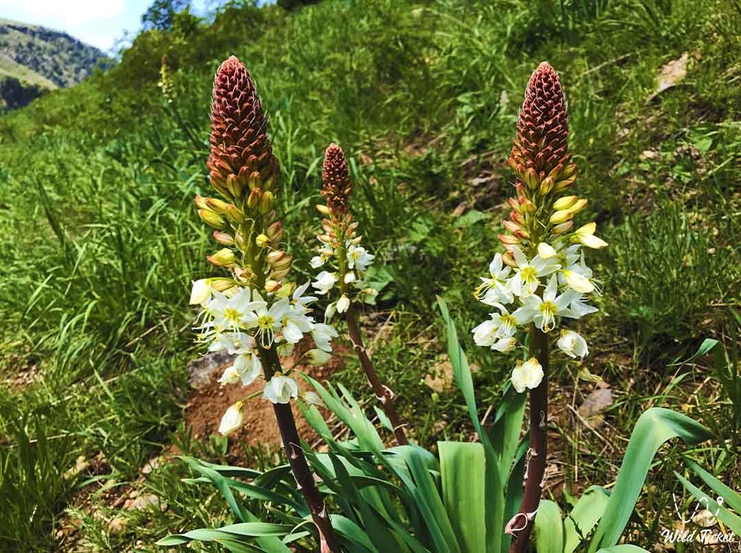 Tour to Aksu-Zhabagly Nature Reserve