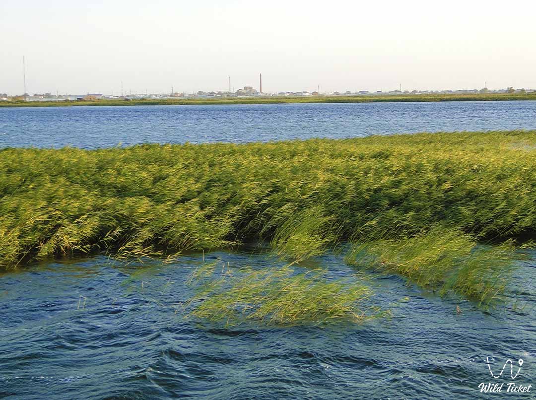Tour to Kamyskol lake in Kazakhstan, Atyrau region
