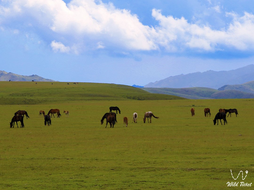 Шалкудысу горная долина, Алматинская область, Казахстан.
