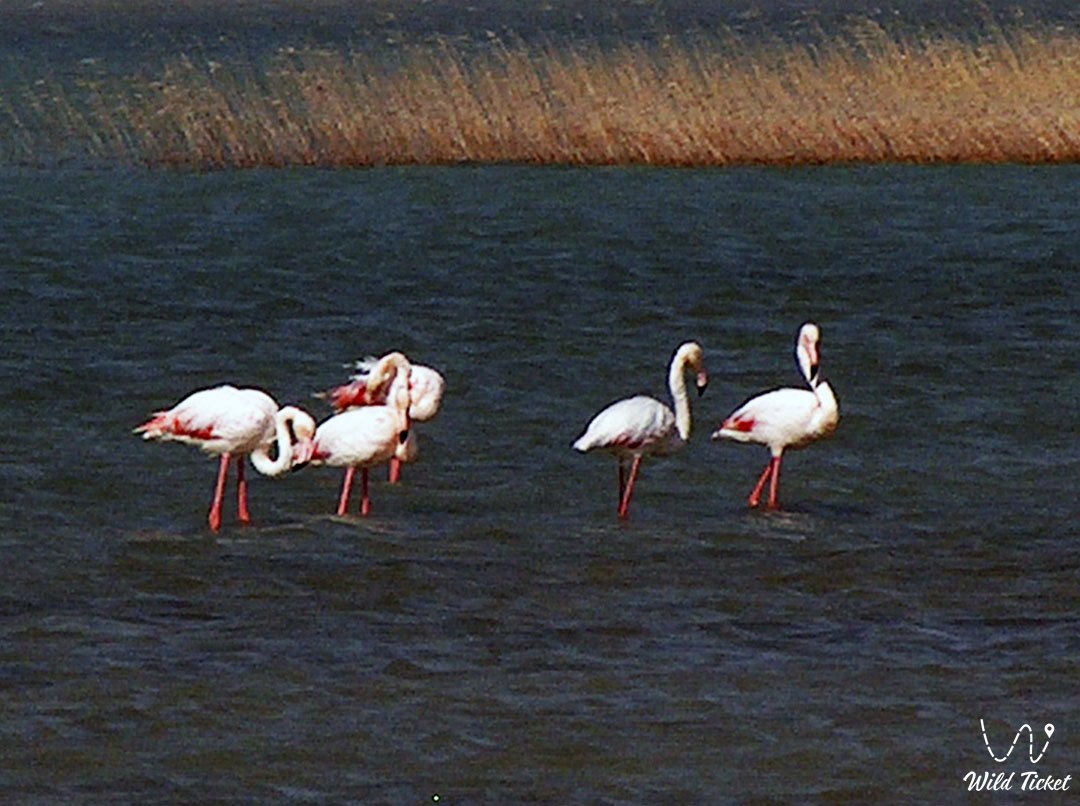 Mangyshlak上的Karakol湖