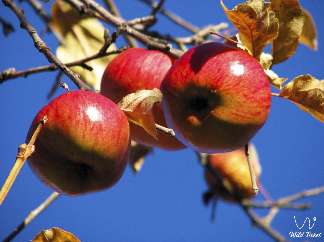 Almaty aport, an apple variety, a symbol of the city of Almaty