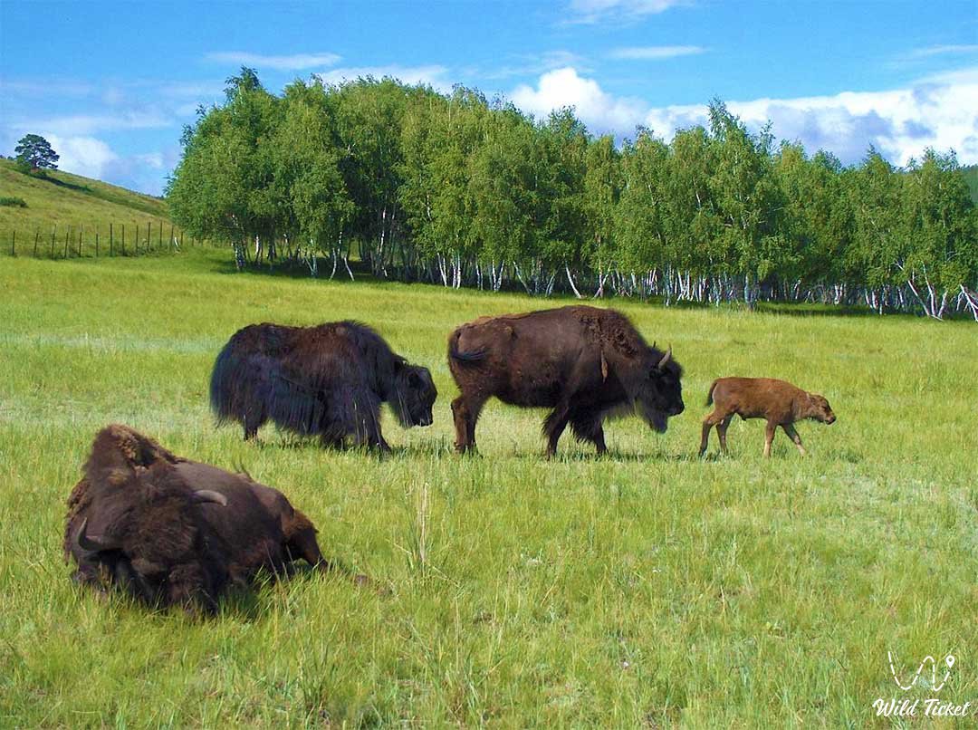 Bison in the Karkaralinsky Nature Reserve