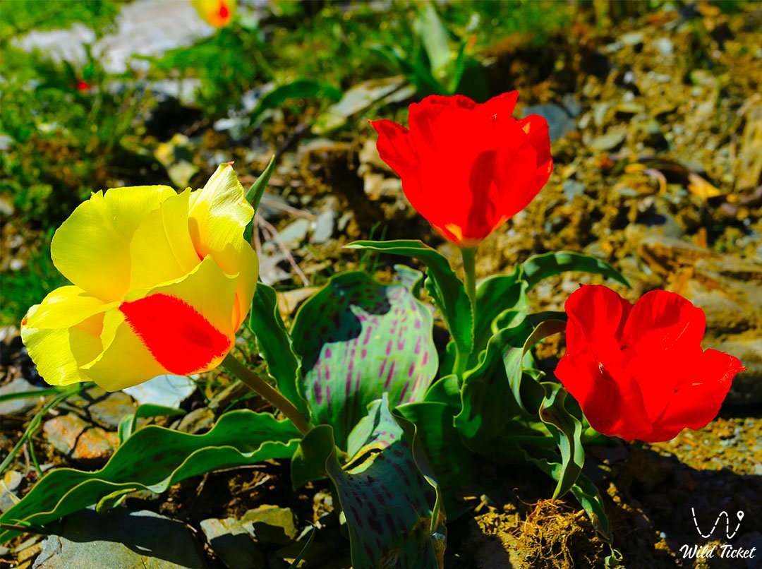 Тюльпан Грейга: Король весенних цветов Казахстана