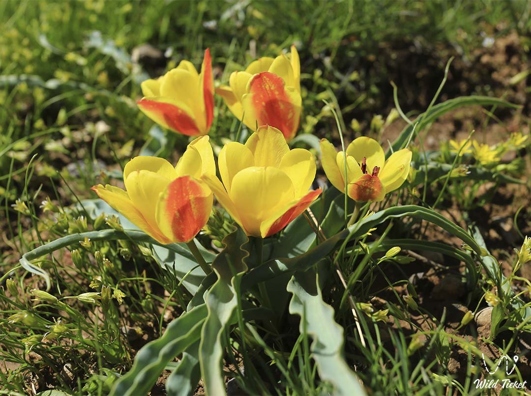 Tulip Lemmers