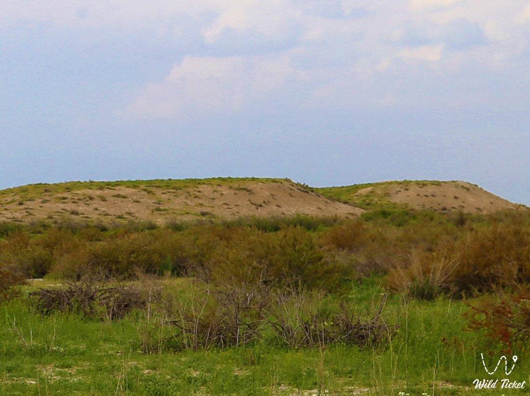 Zhalpaktobe Settlement