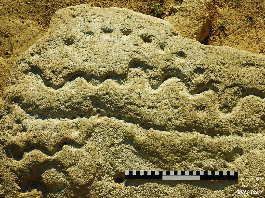 Koskuduk Petroglyphs on Mangyshlak