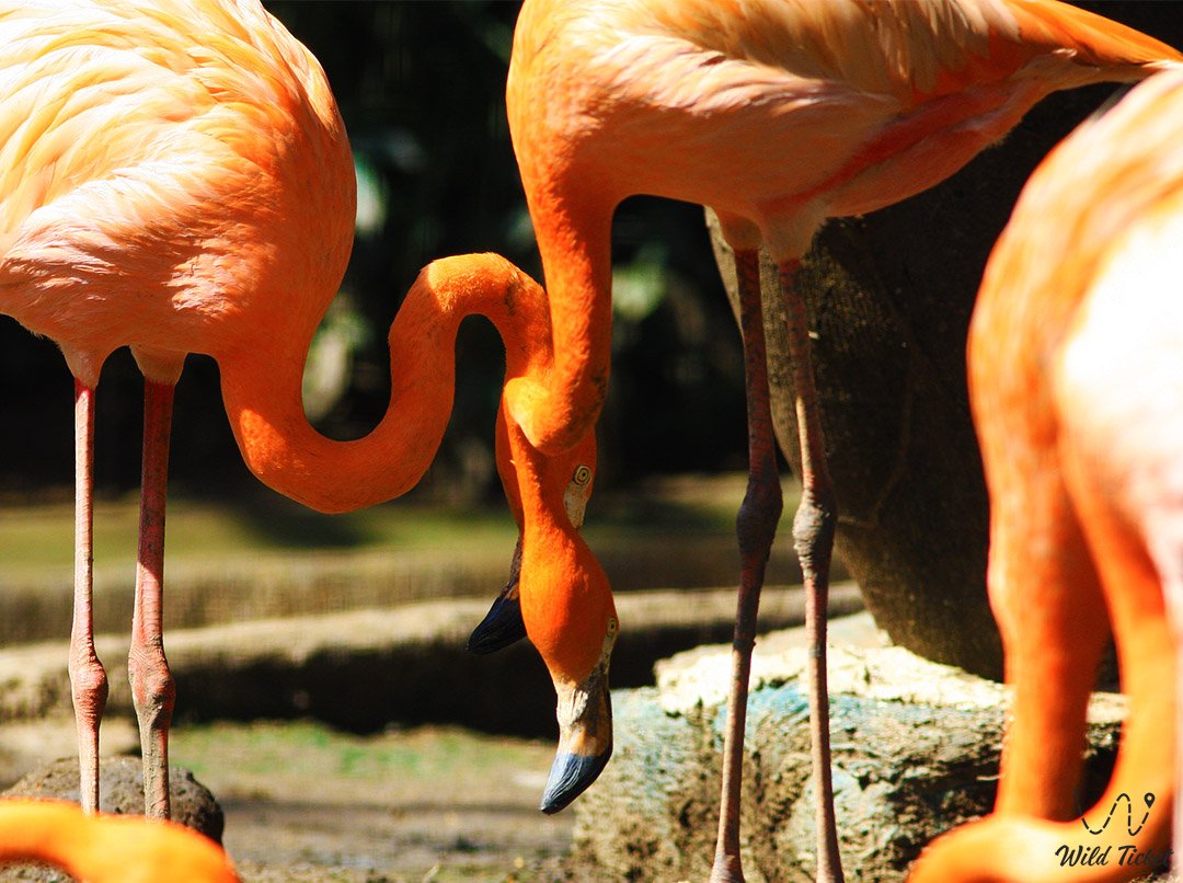 Photo tour Flamingos in Korgalzhinsky Reserve