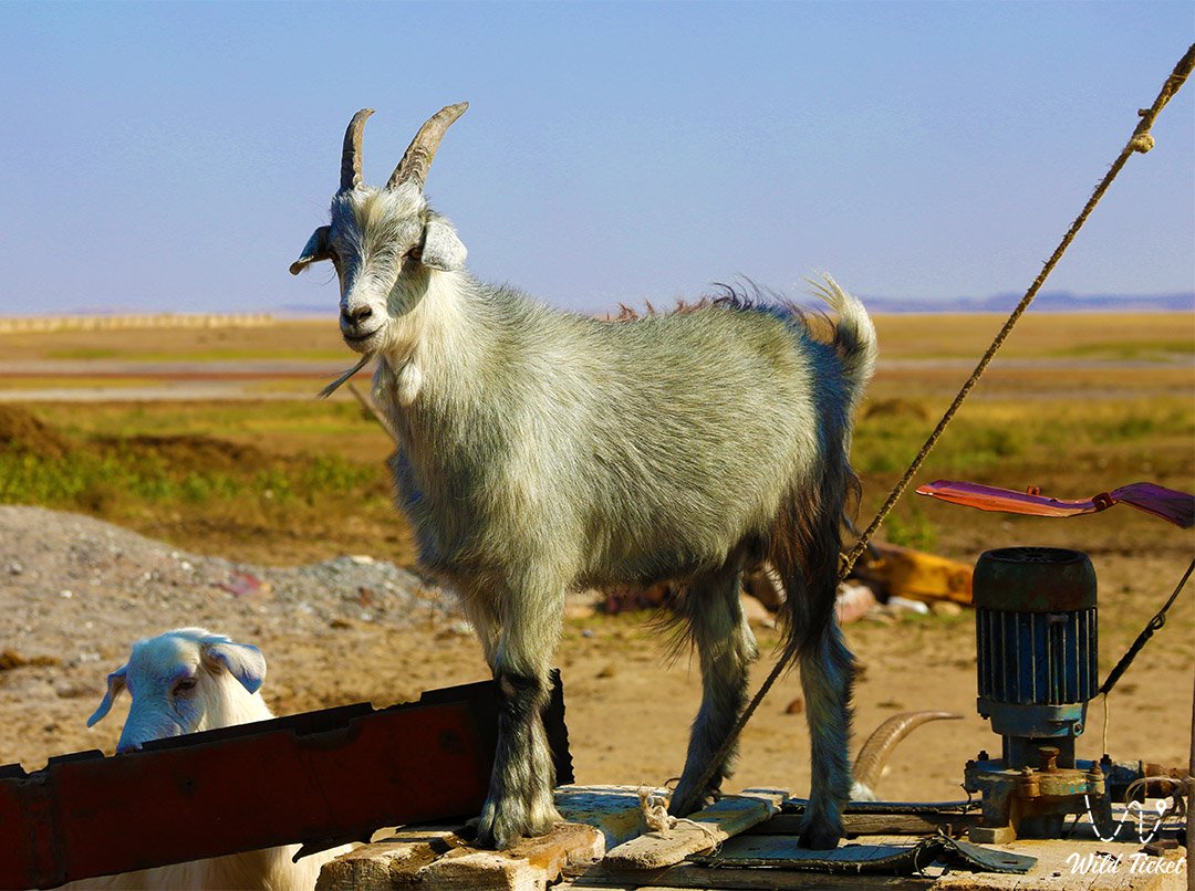 Miyalykol村 (Mugalzhar区)