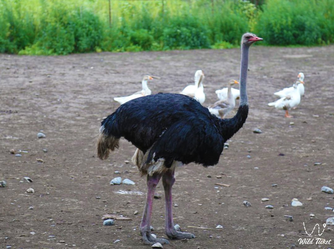 Ostrich Farm (Aymen village)