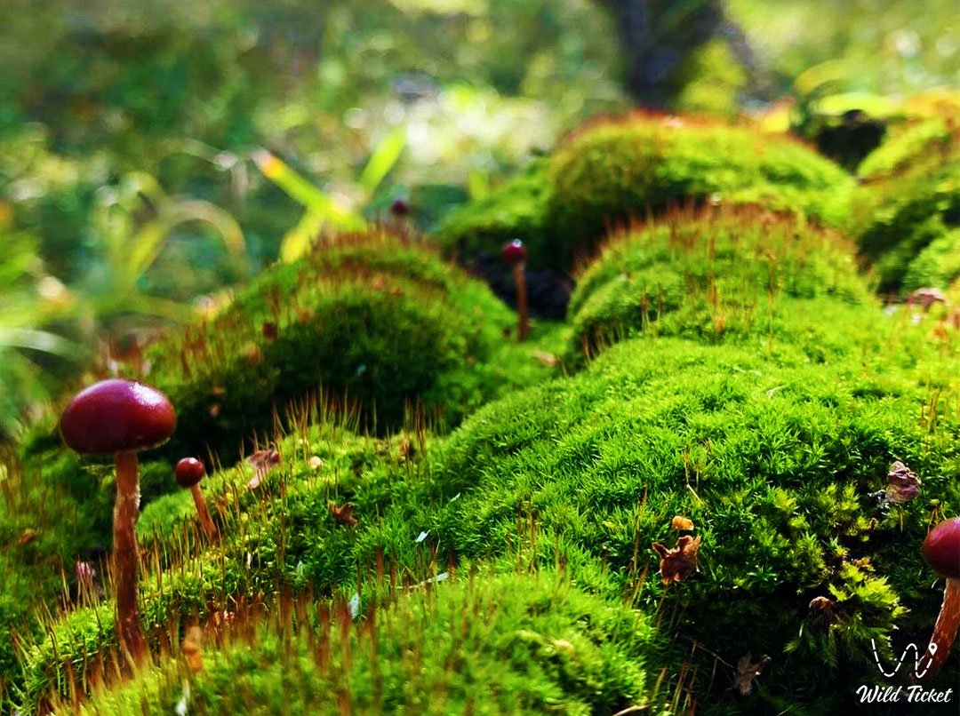 Chinturgen moss spruce forests