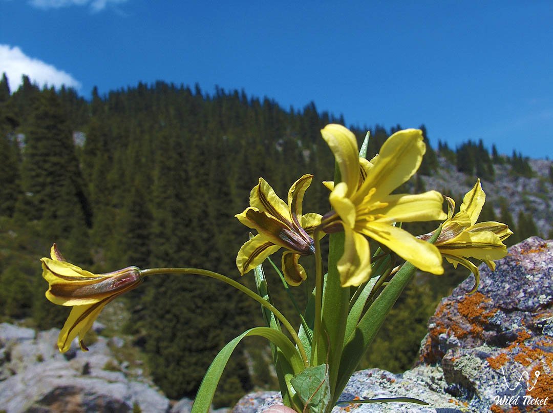 Moon Glade Shukur (Chukur)