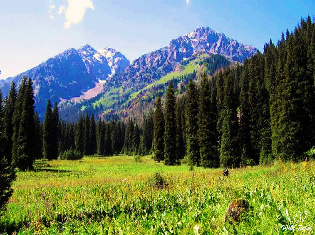 KazPI glade in the Left Talgar gorge