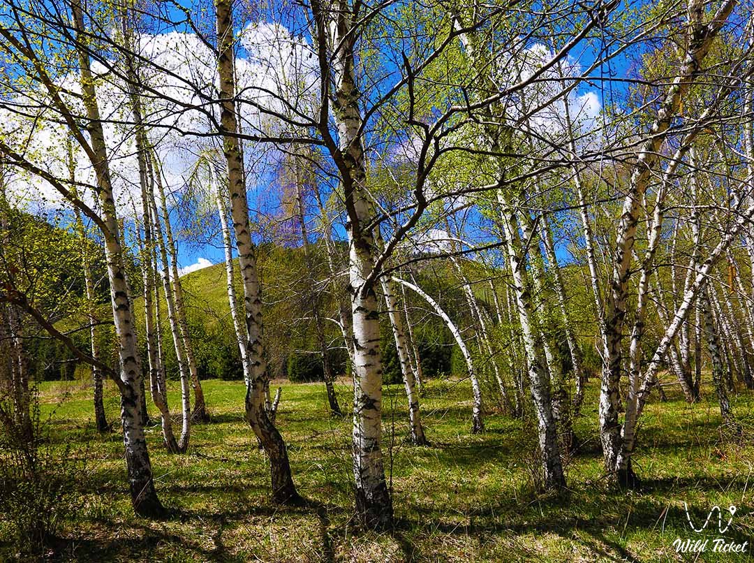 Берёзовая роща: заповедный парк «Ак-Кайын»
