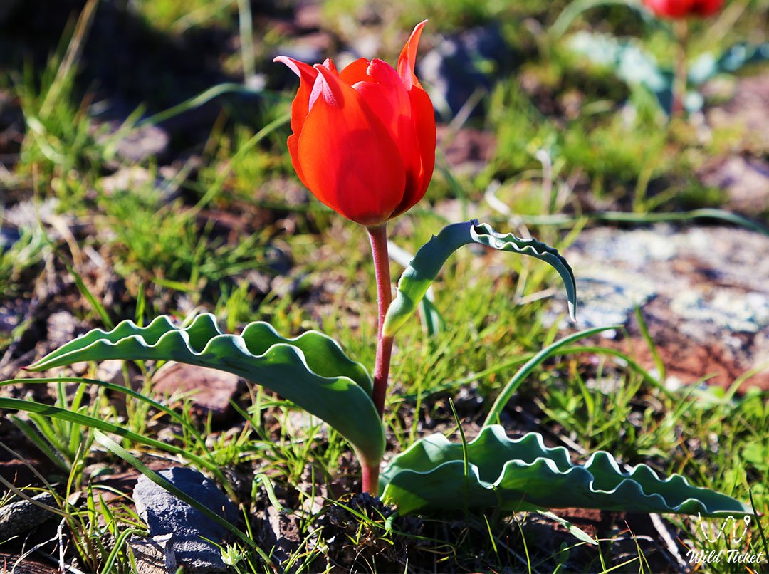 Тюльпан Альберта: Жемчужина Казахстанских степей