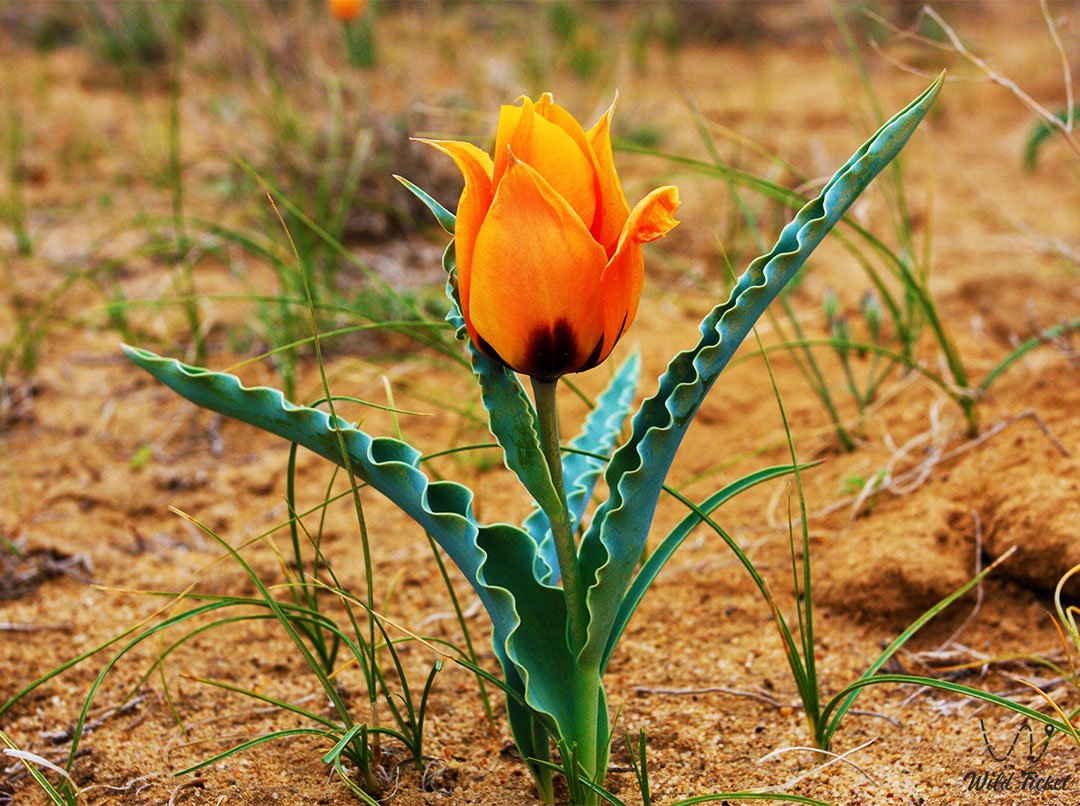 Тюльпан Борщова: Уникальное природное чудо Казахстана