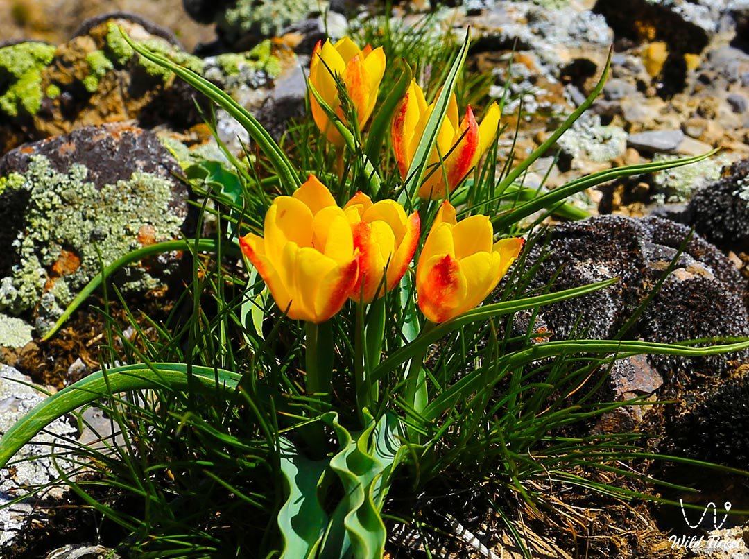 Тюльпан Леммерса: Редкий представитель весенней флоры