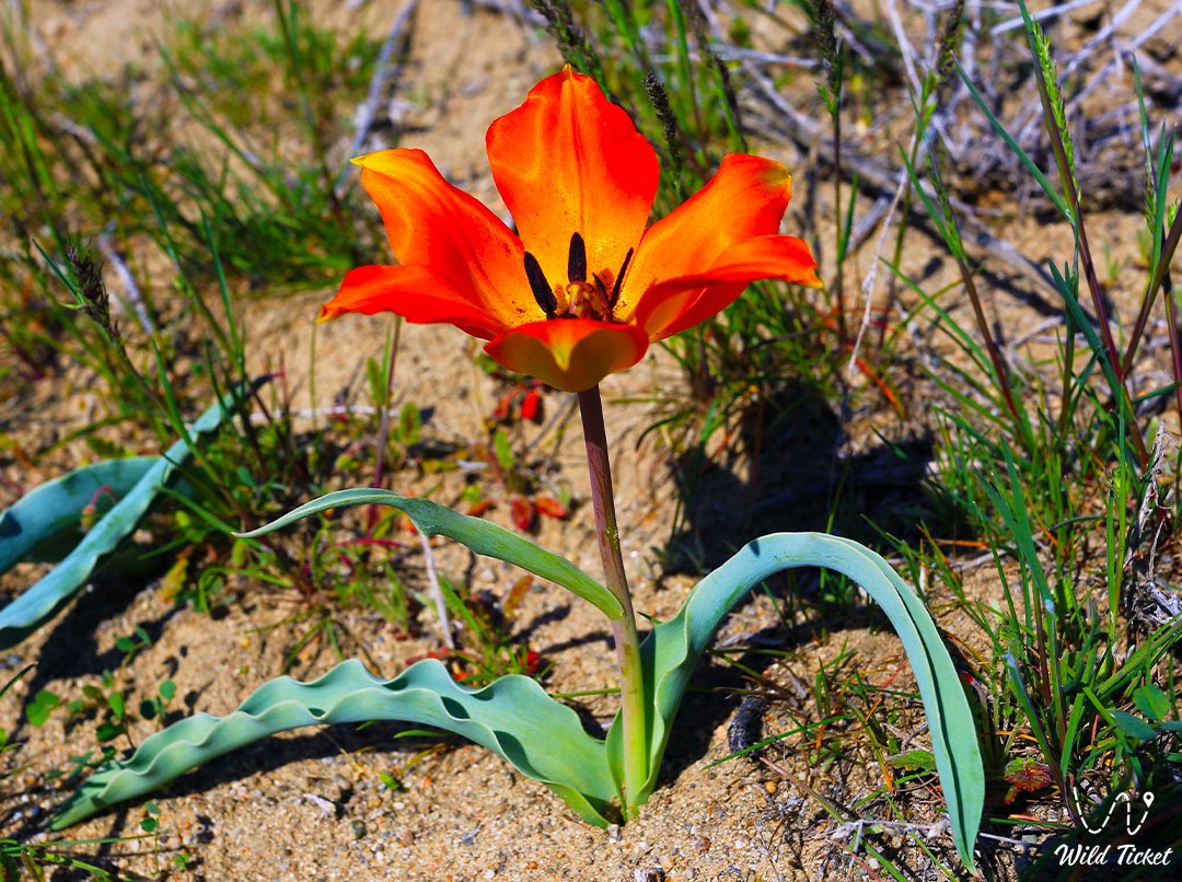 Тюльпан Лемана: Редкий Дар Природы Казахстана