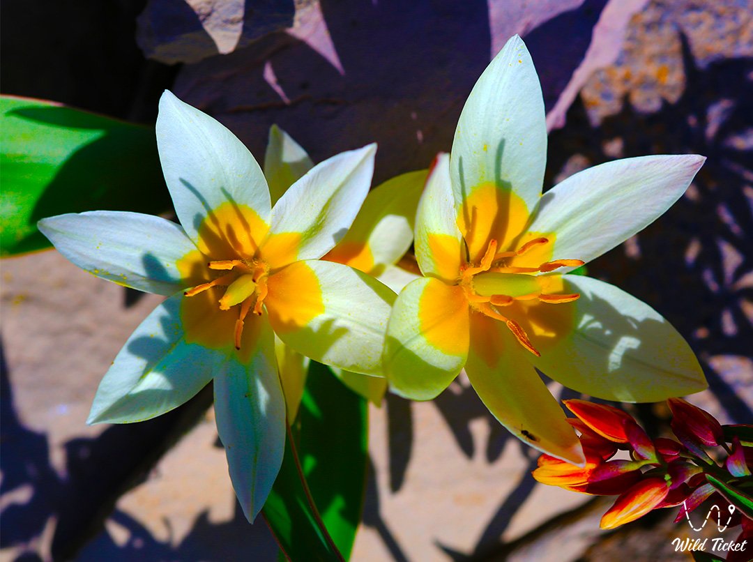 Тюльпан Бузе: редчайший представитель степей и пустынь Казахстана