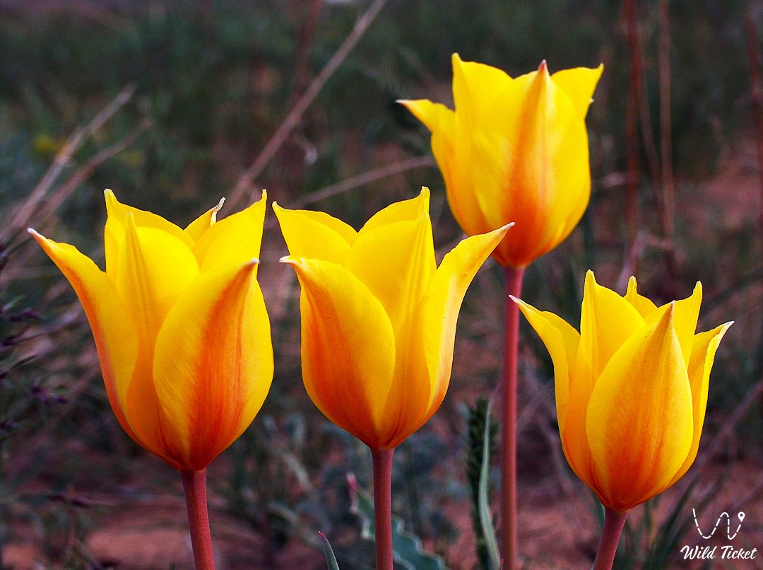 Тюльпан Бема: редкий цветок пустынь и предгорий Казахстана