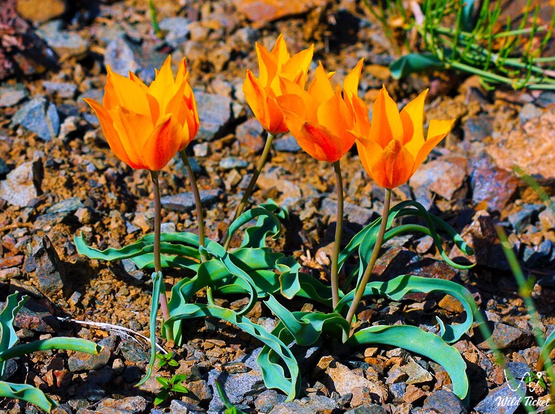 Тюльпан Островского: цветок, вдохновлённый природой и историей