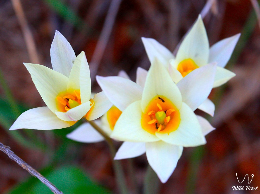 Тюльпан Туркестанский: скромное очарование горных долин