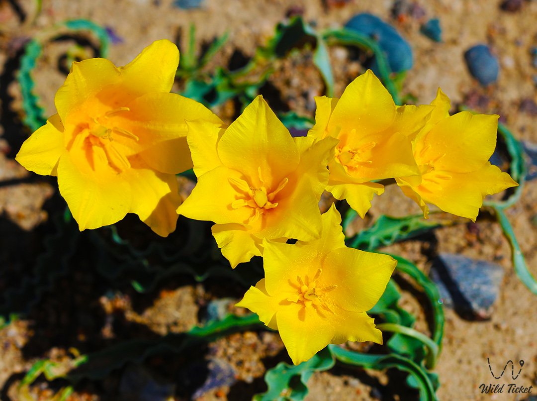 Тюльпан Колпаковского: жемчужина степей и предгорий