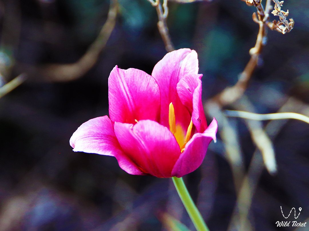 Тюльпан Шренка: великий прародитель всех тюльпанов