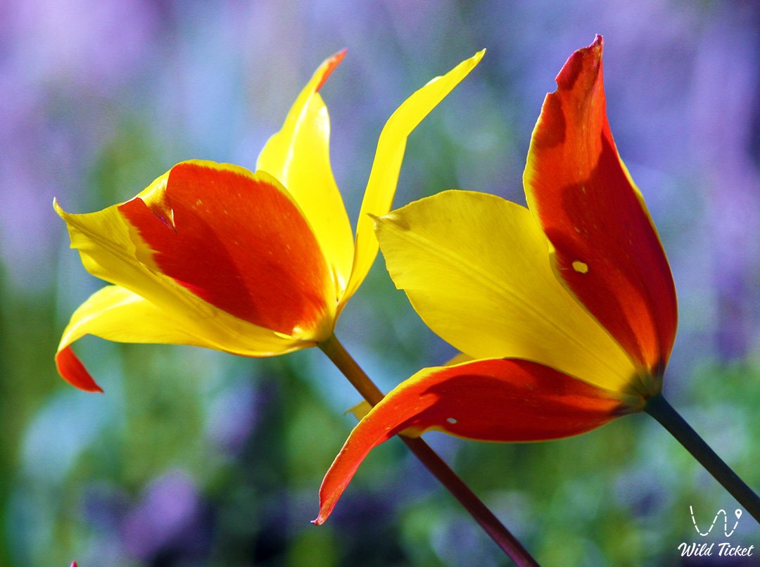 Тюльпан Зинаиды: весенний гость Казахстанских степей