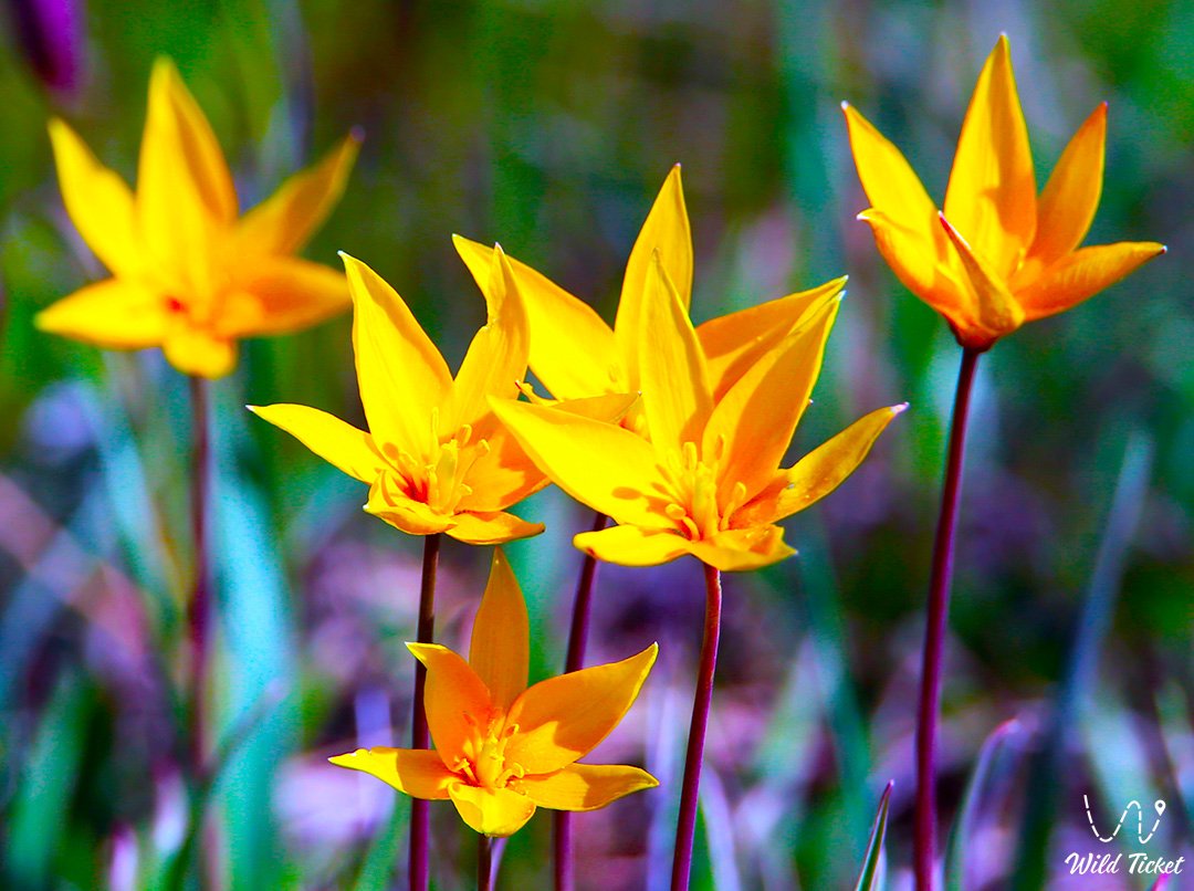 Тюльпан Биберштейна: весенний символ степей и лесостепей