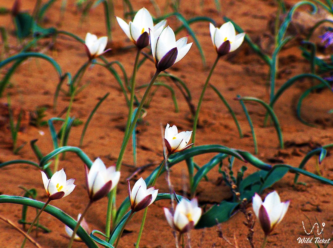 Тюльпан Согдийский: жемчужина среднеазиатских пустынь