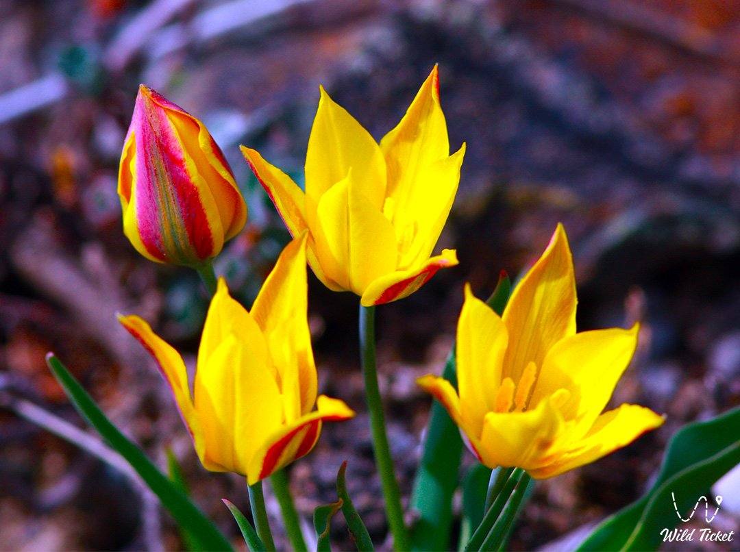 Ili郁金香: 哈萨克斯坦春季文艺复兴的象征