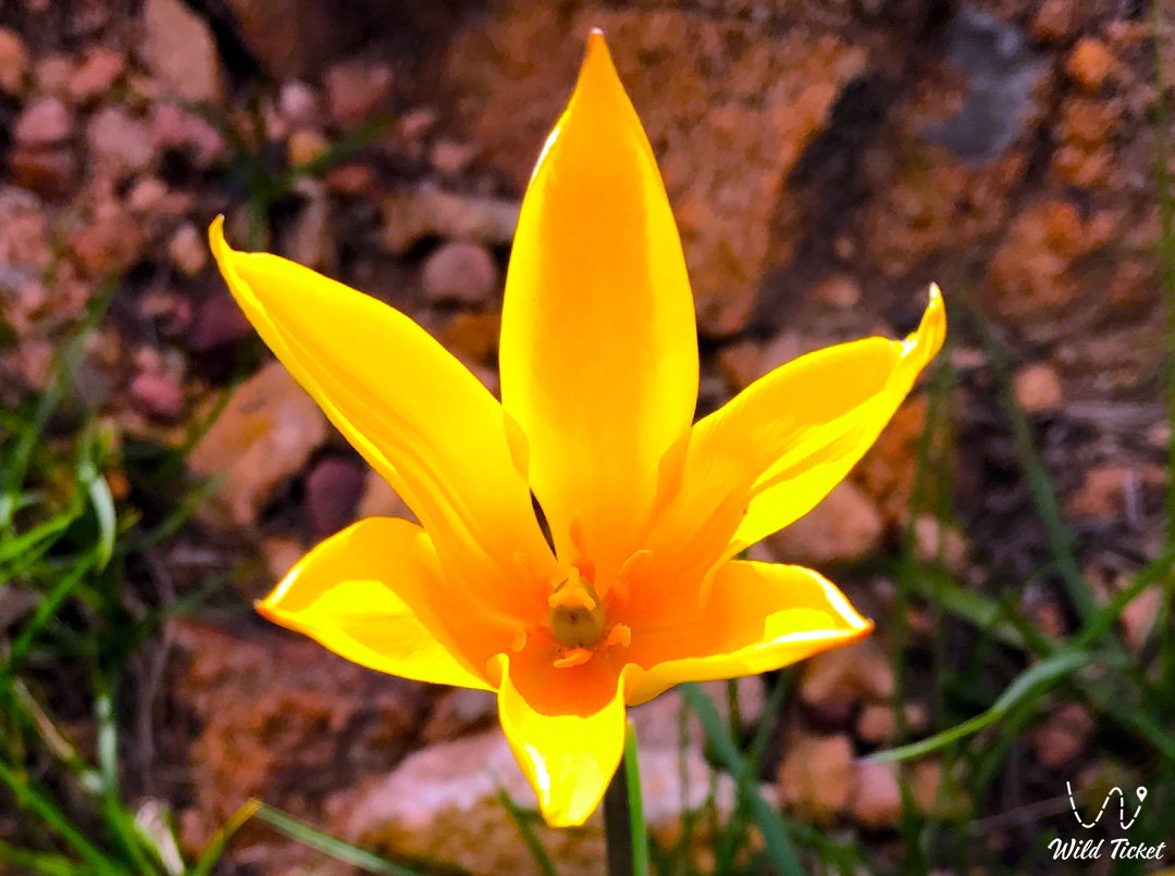 Kolbintsev郁金香: 哈萨克斯坦大草原的新宝藏