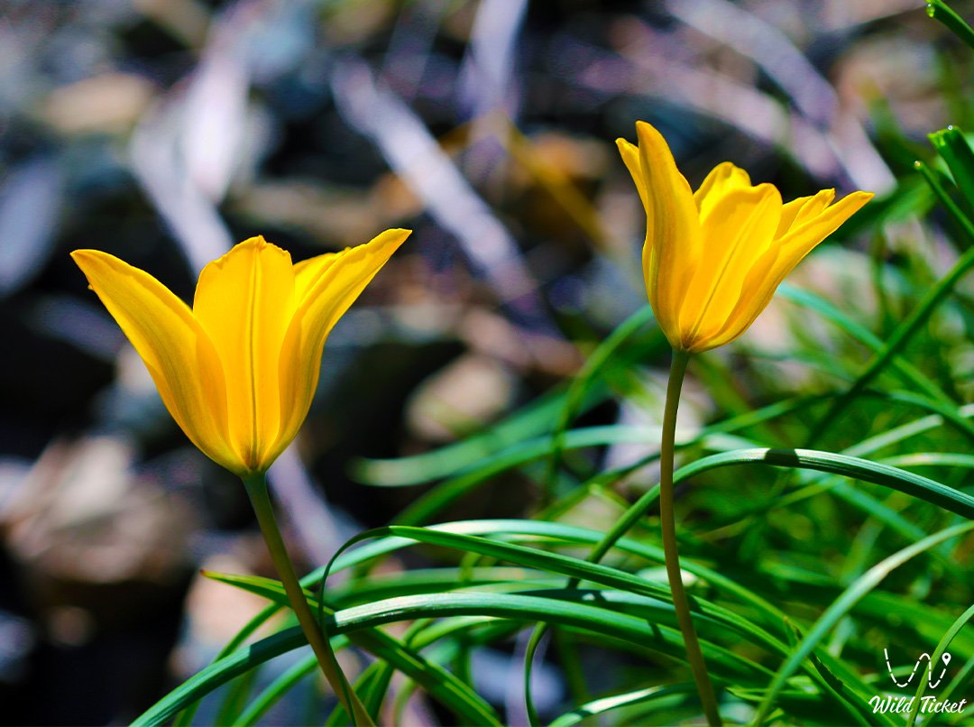 四叶郁金香: 哈萨克斯坦草原和山麓的春天客人