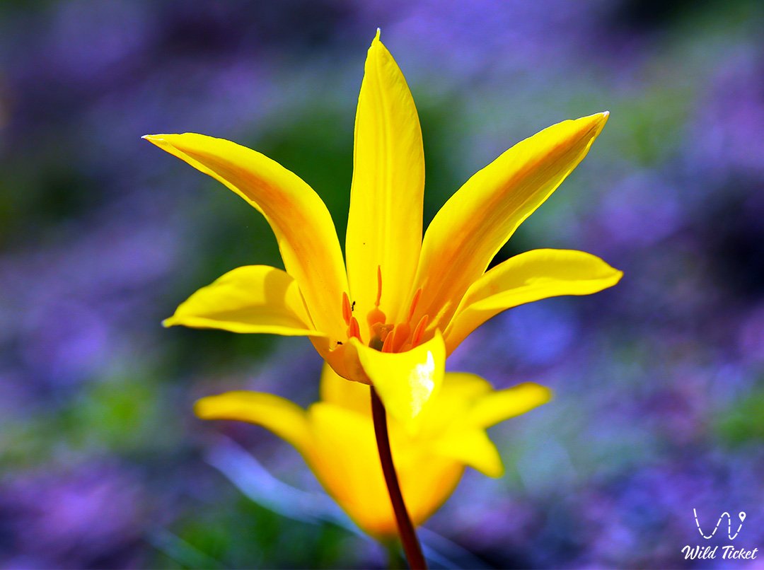 Tulipa Corynestemon: an elegant guest of mountain valleys and steppes