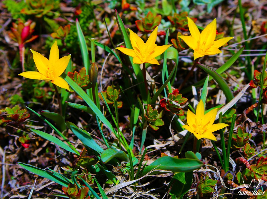Dasystemon郁金香: 一个真正的美丽与蓬松的雄蕊
