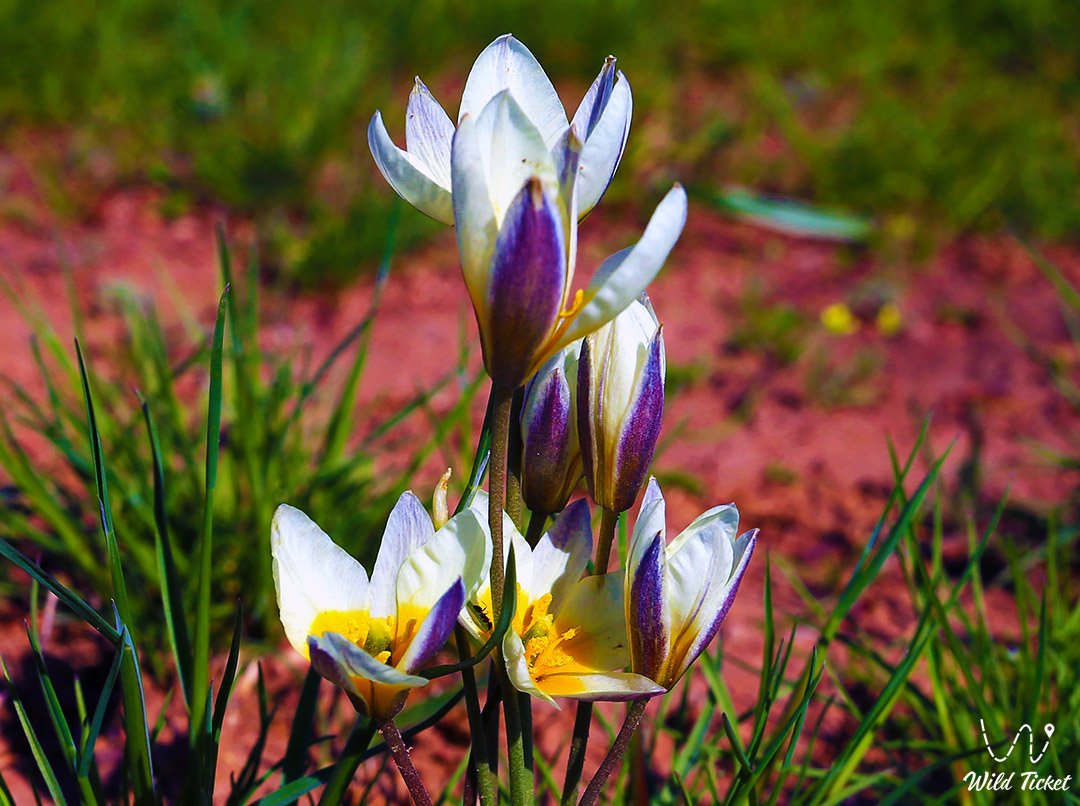 Binutans郁金香: 草原火灾的神秘面纱向风低头