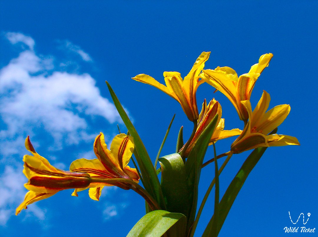 郁金香Heterophylla: 野生大草原自然的生活调色板