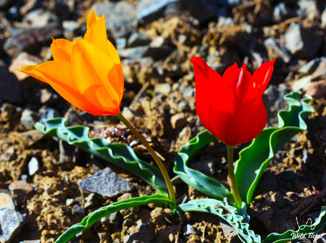 哈萨克斯坦的野生郁金香: 大草原的春天宝藏
